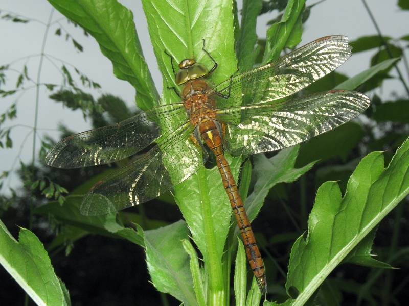 Anaciaeschna isosceles (O. F. Müller, 1767)
